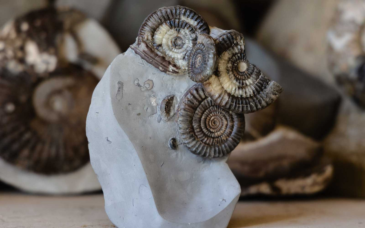 Yorkshire fossils for sale