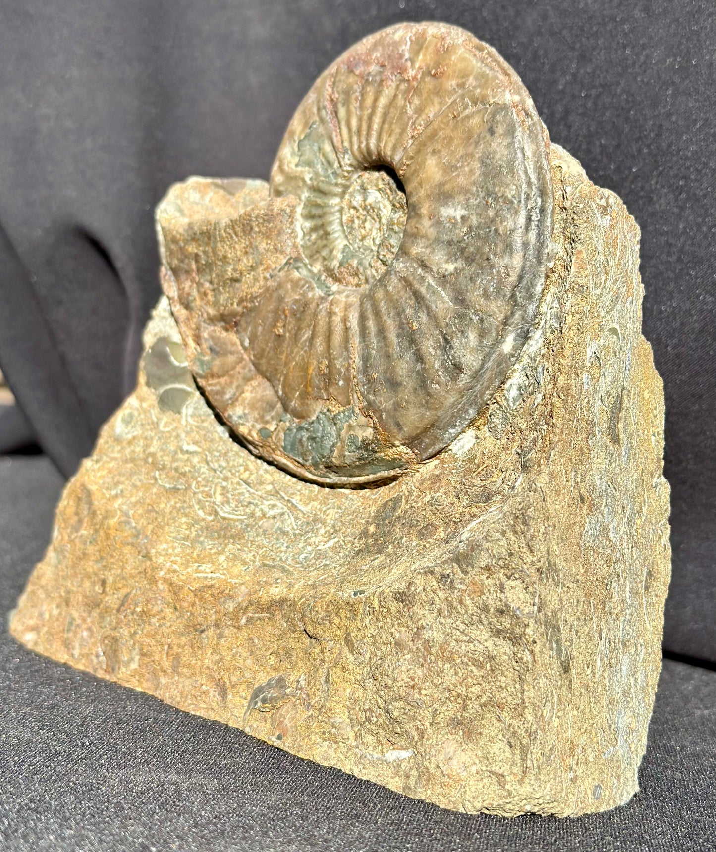 Eparietites Ammonite Scunthorpe