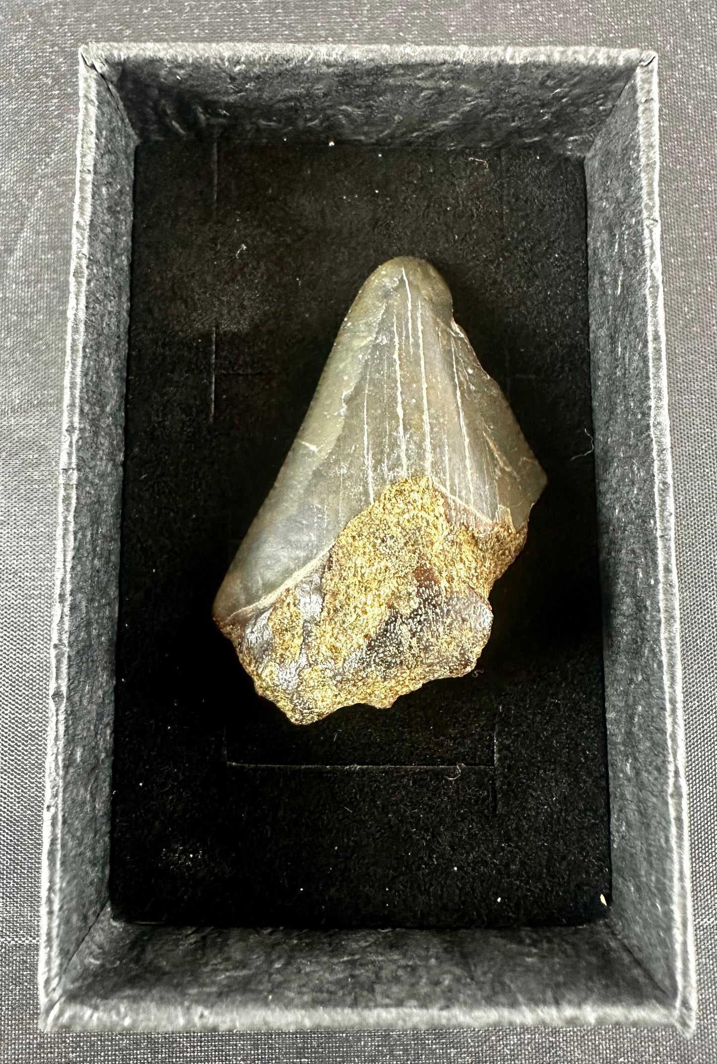 Megalodon Shark Tooth - Miocene - South Carolina - USA