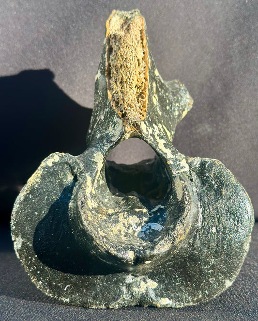 Irish Elk Vertebra