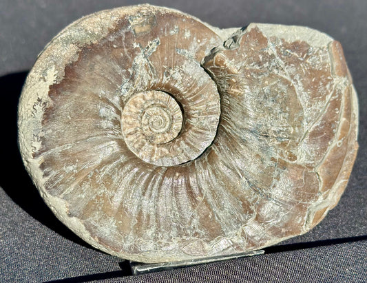 Eparietites Ammonite