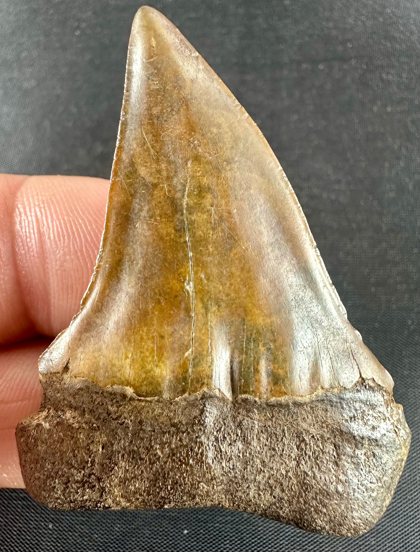 South Carolina Carcharodon Hatalis Tooth