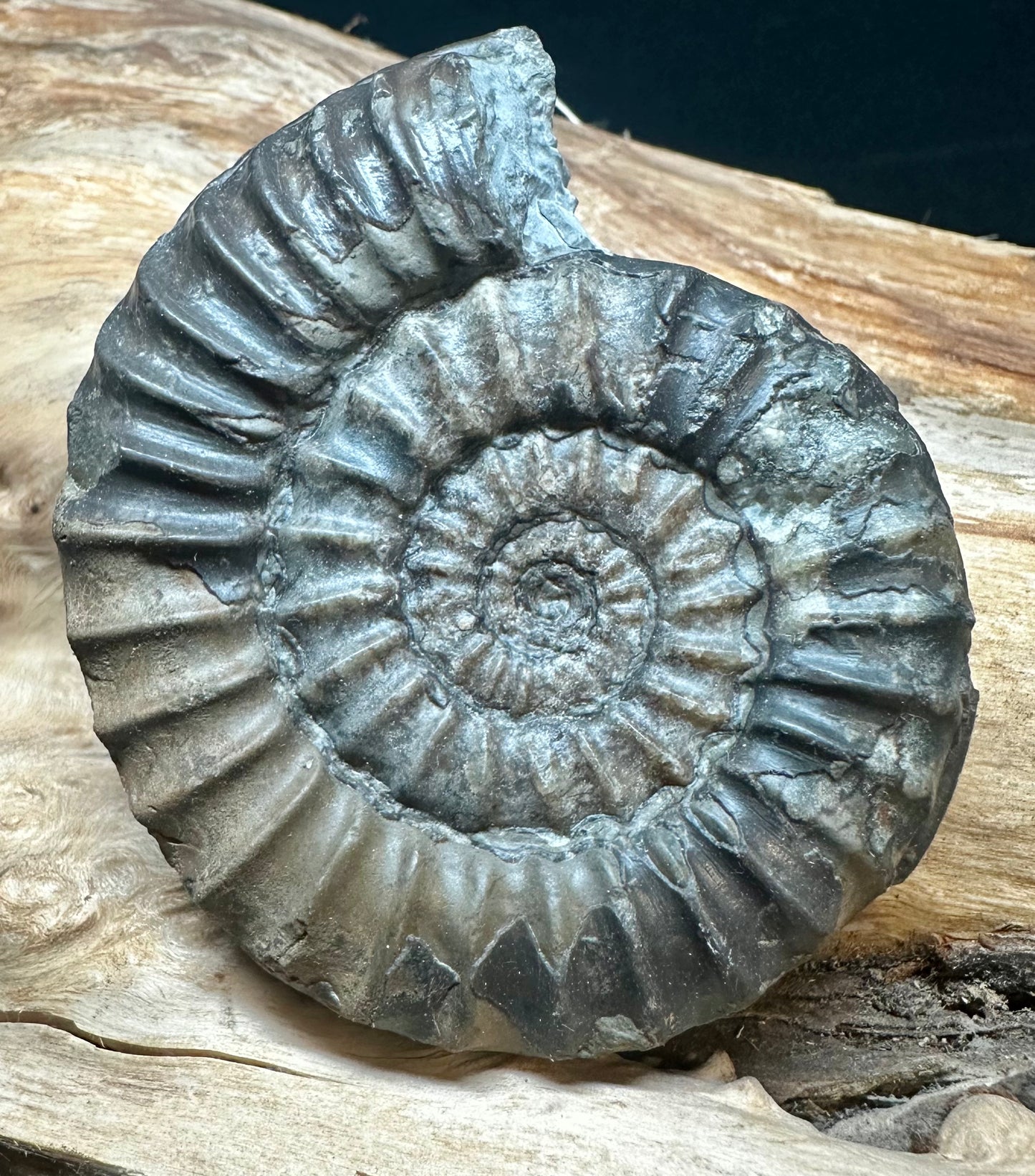 Arnioceras Semicostatum