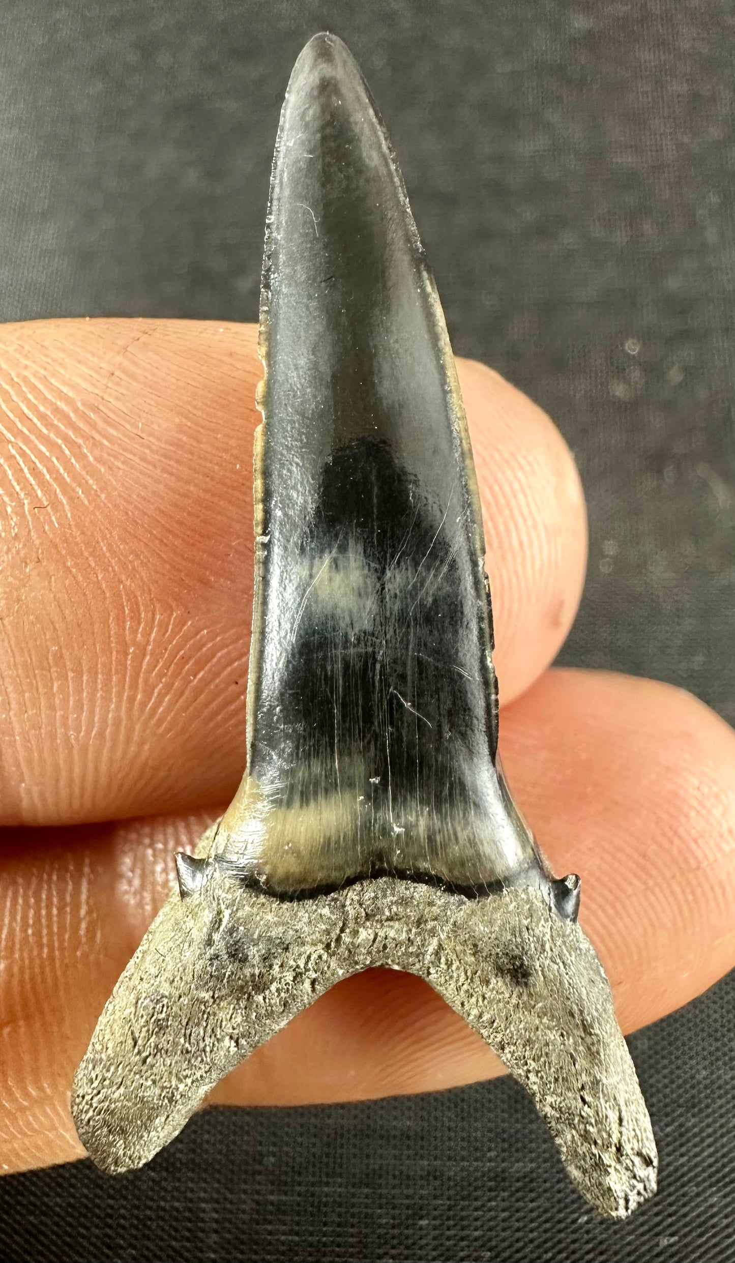 Jaekelotodus Robustus. From the Eocene Ypresian London Clay on the Isle of Sheppey UK, circa 48 - 52 MYO.