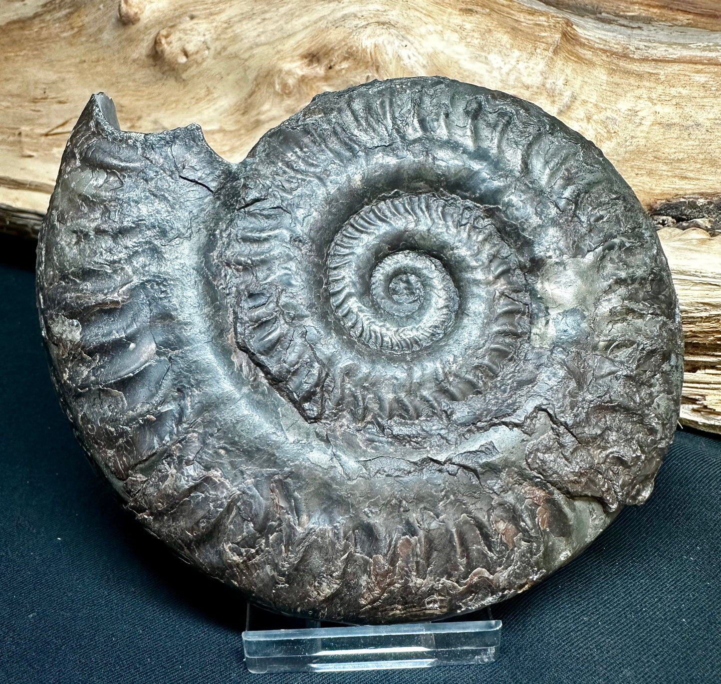 Hildoceras Lusitanicum