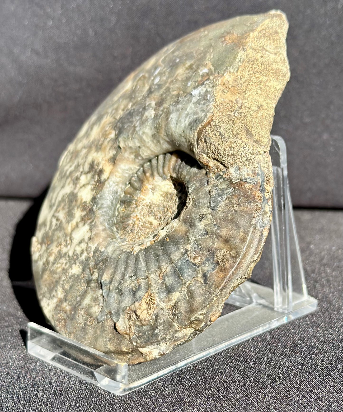 Eparietites Ammonite Scunthorpe.