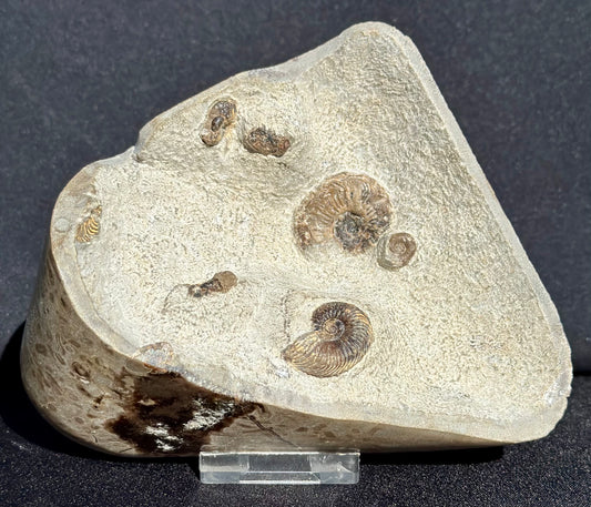 Cardioceras with polished exterior.