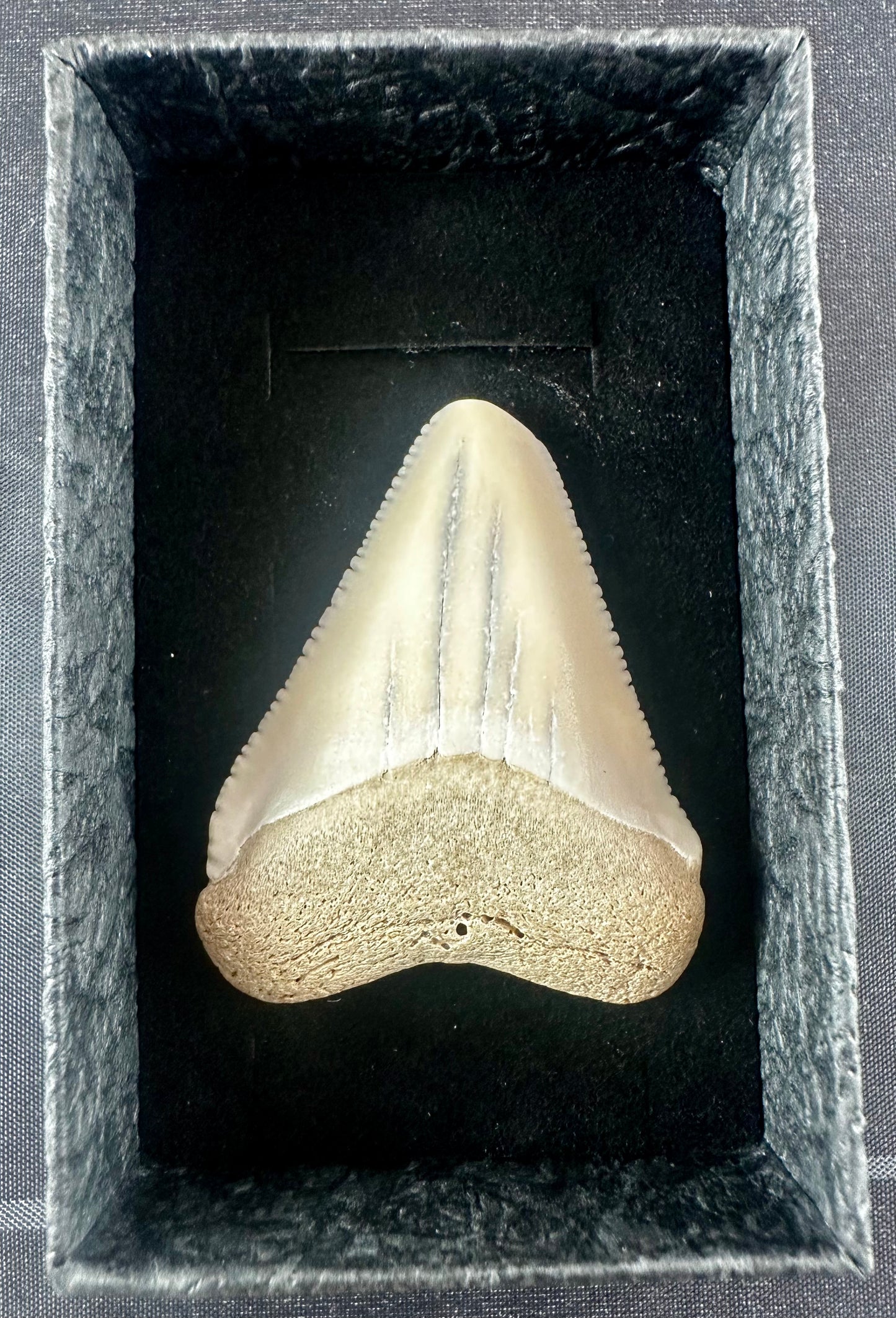 South Carolina Great White Shark Tooth