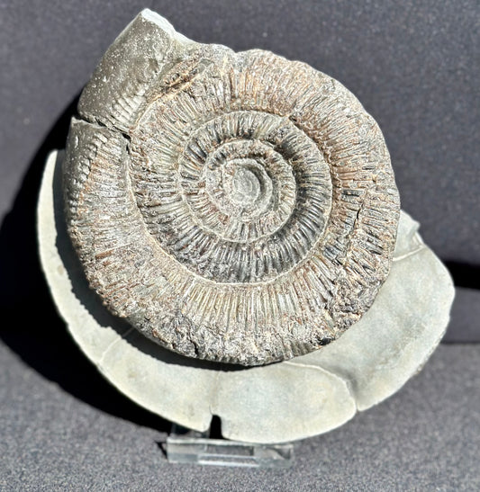 Dactylioceras Semicelatum