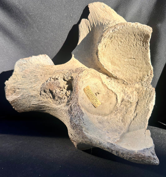 Woolly Mammoth pelvic bone