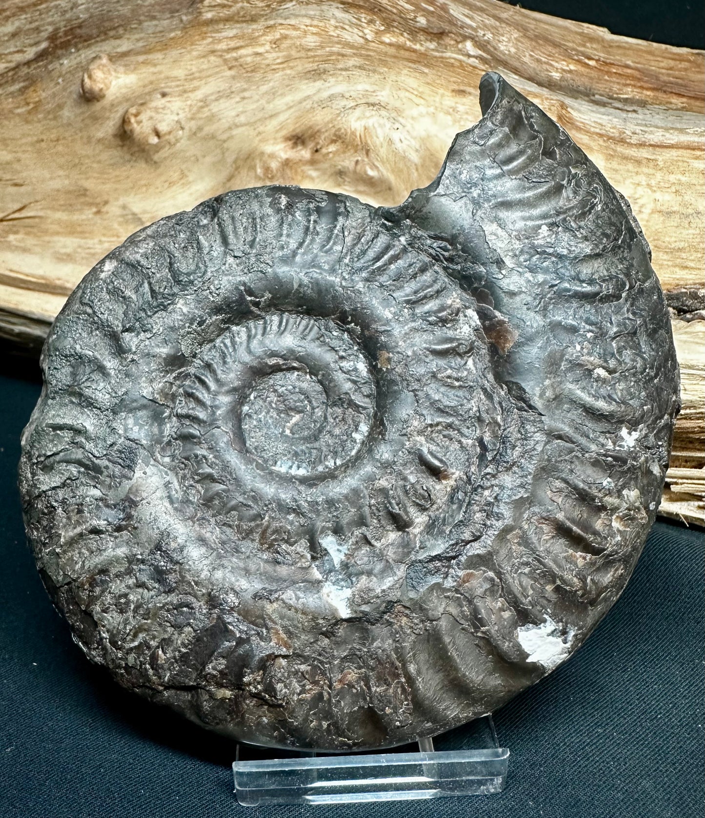 Hildoceras Lusitanicum
