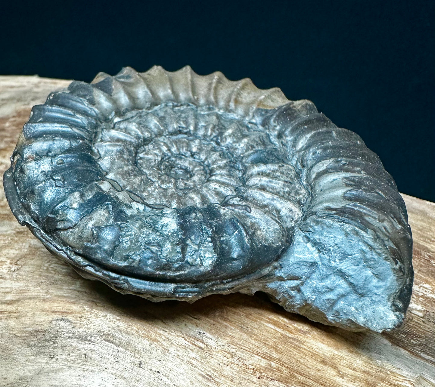 Arnioceras Semicostatum
