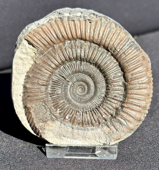 Peronoceras Ammonite
