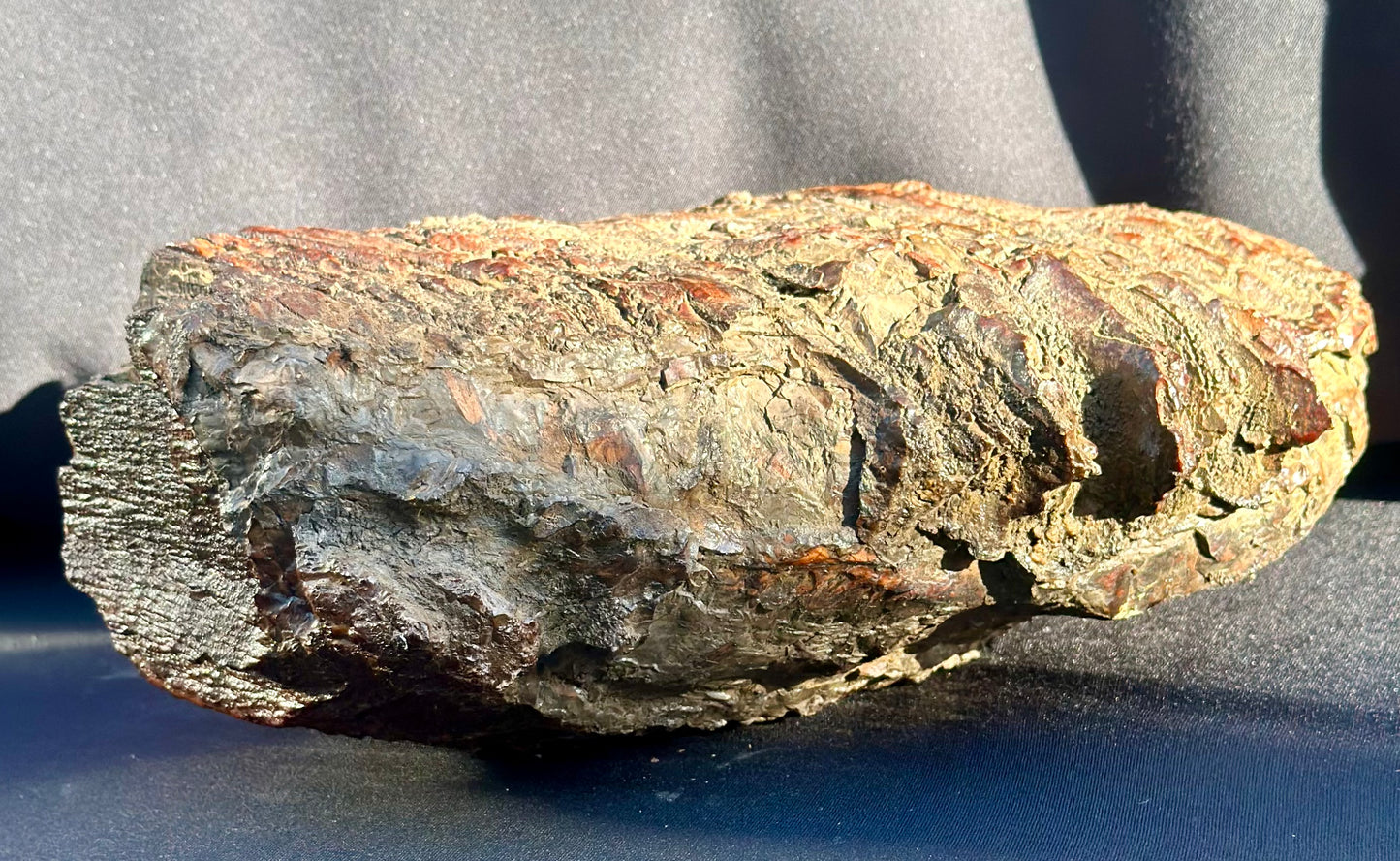 Woolly Mammoth Tooth