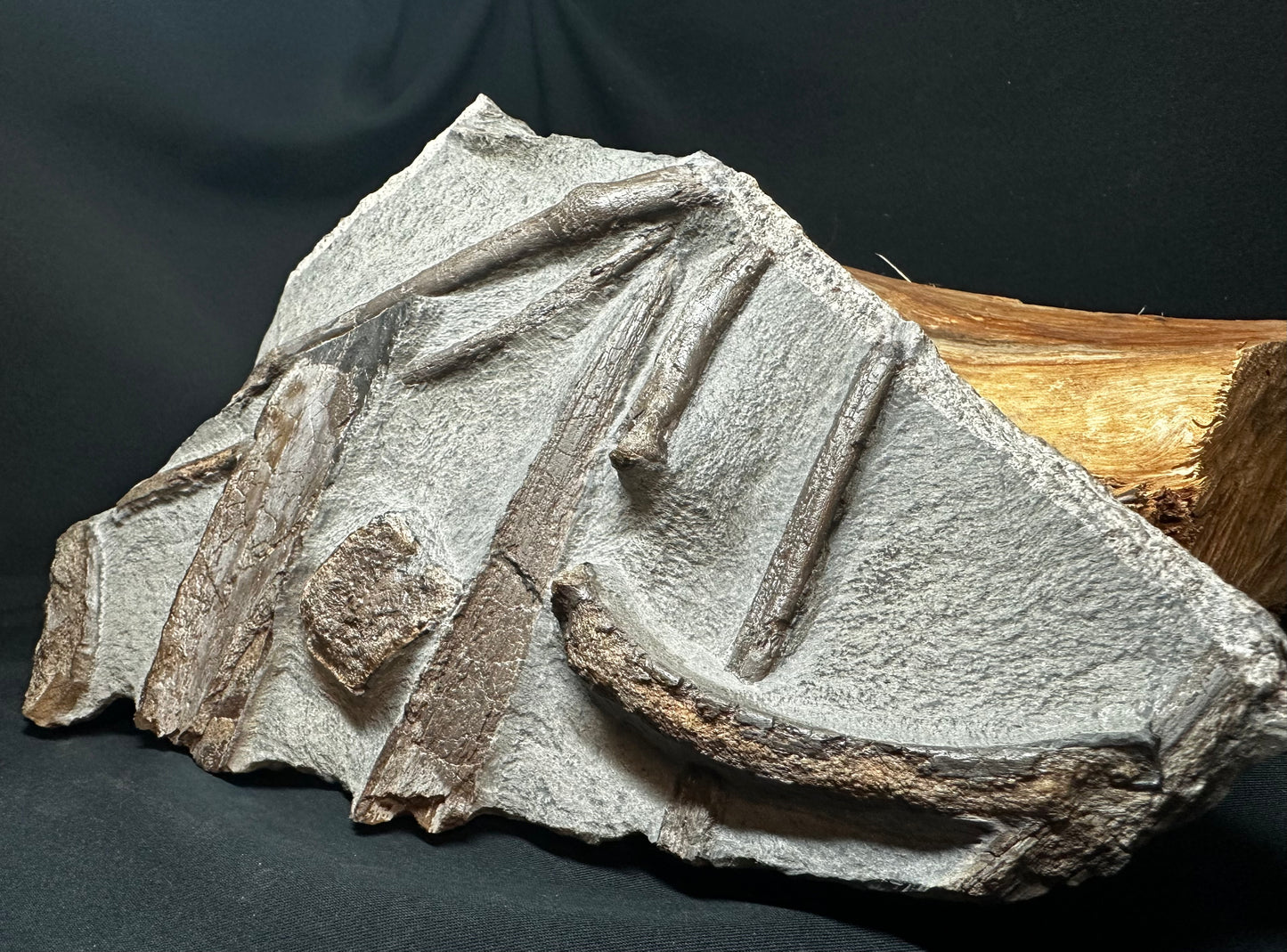 Ichthyosaur Bone Block