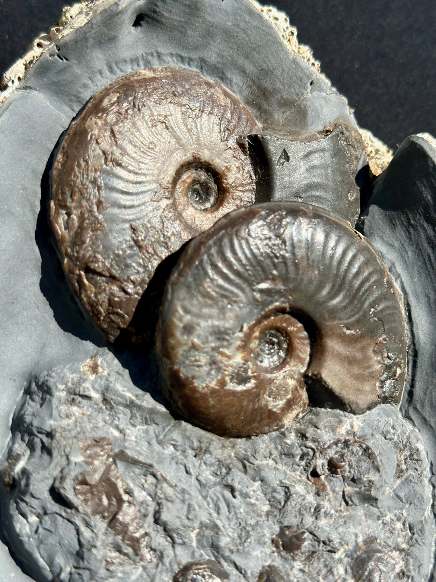Eleganticeras ammonite and sea floor debris.
