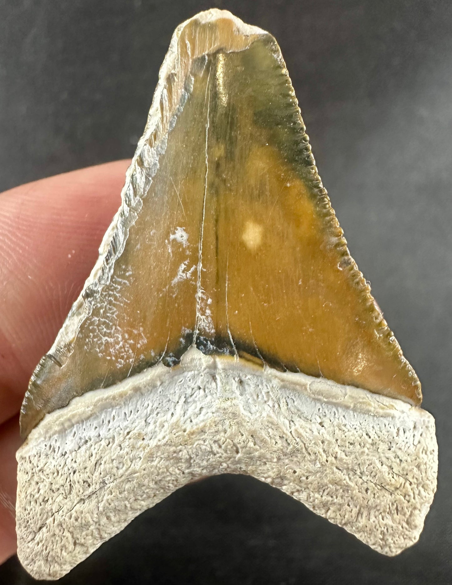 Bone Valley Megalodon Tooth