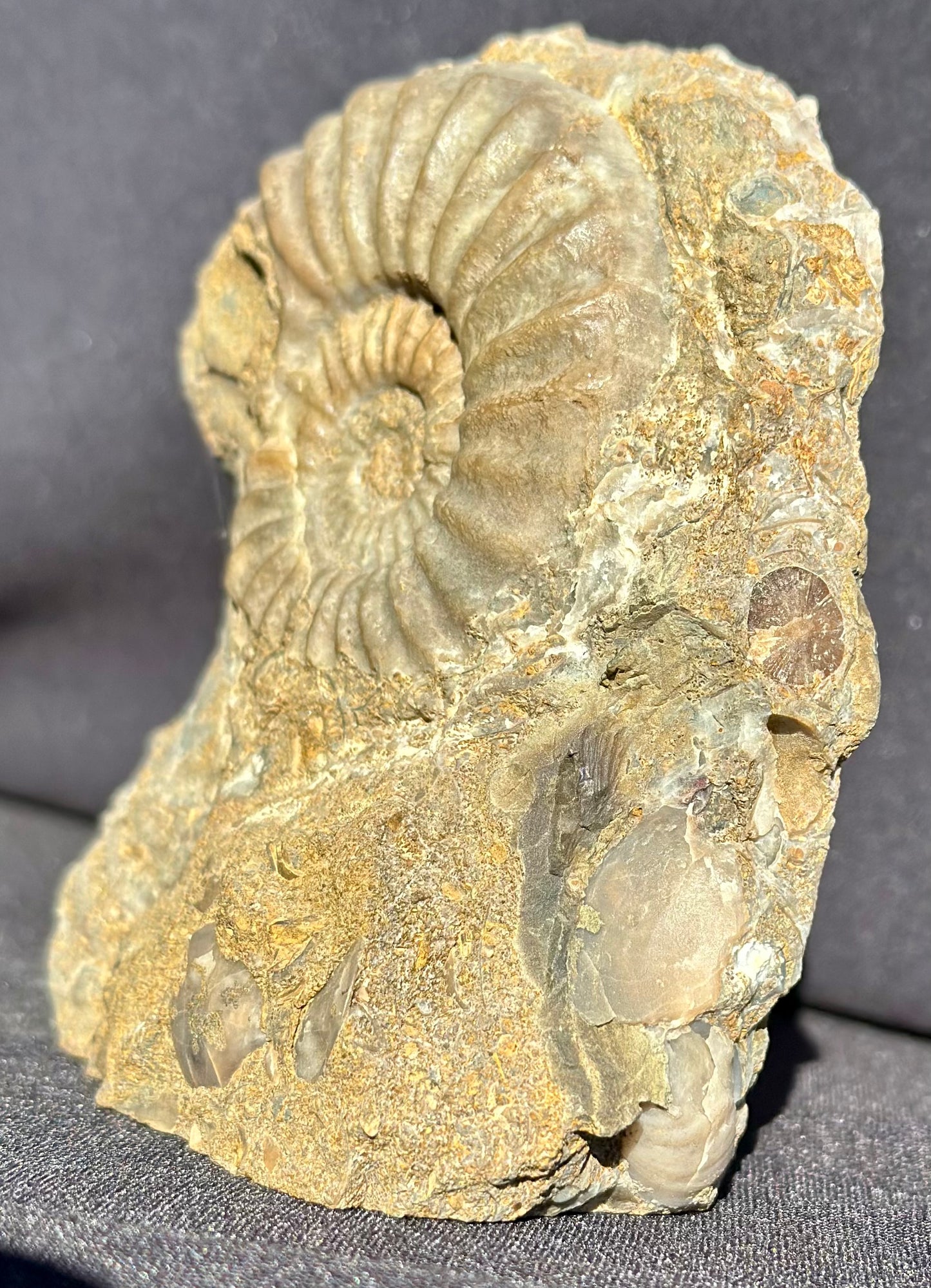 Asteroceras Ammonite Scunthorpe