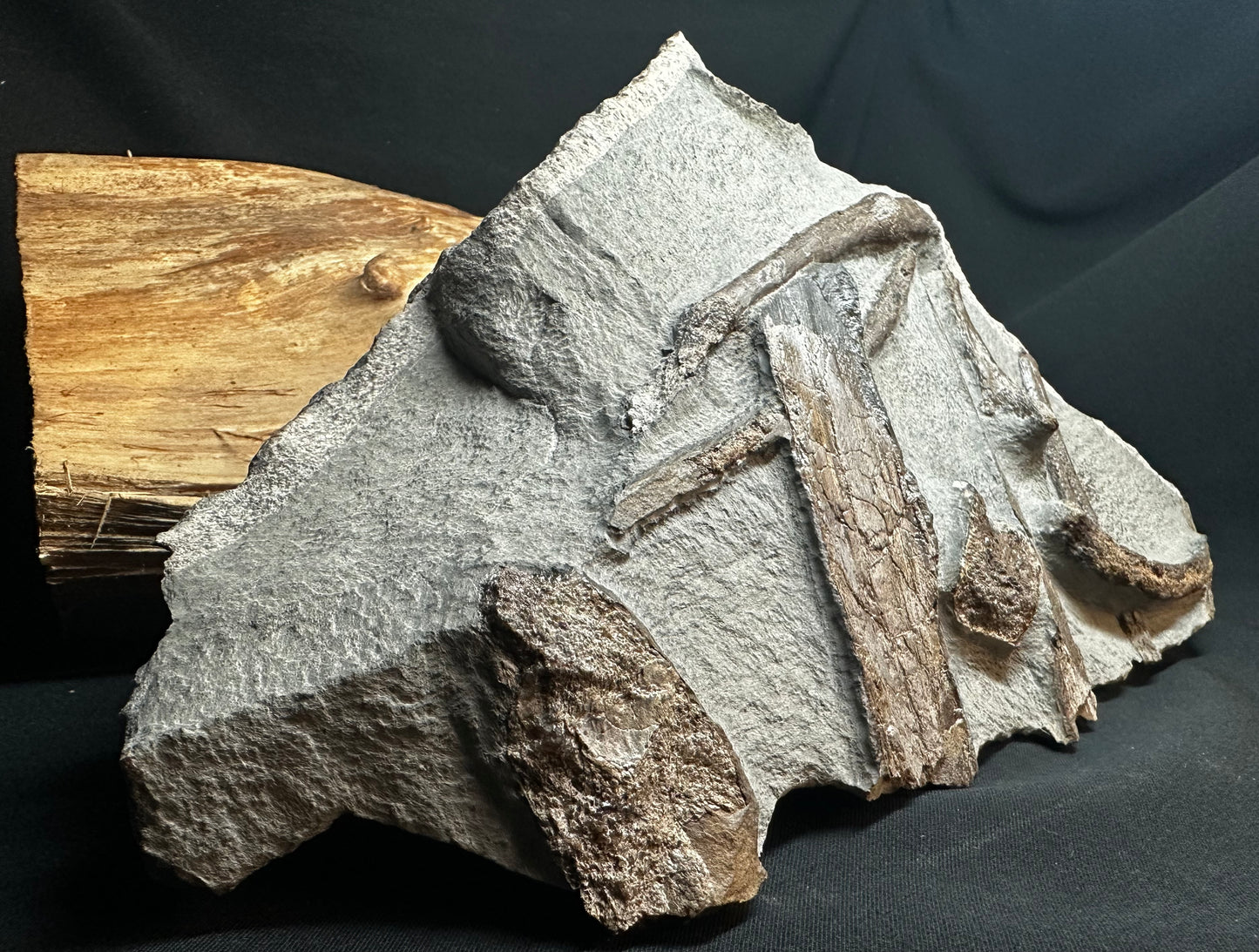 Ichthyosaur Bone Block