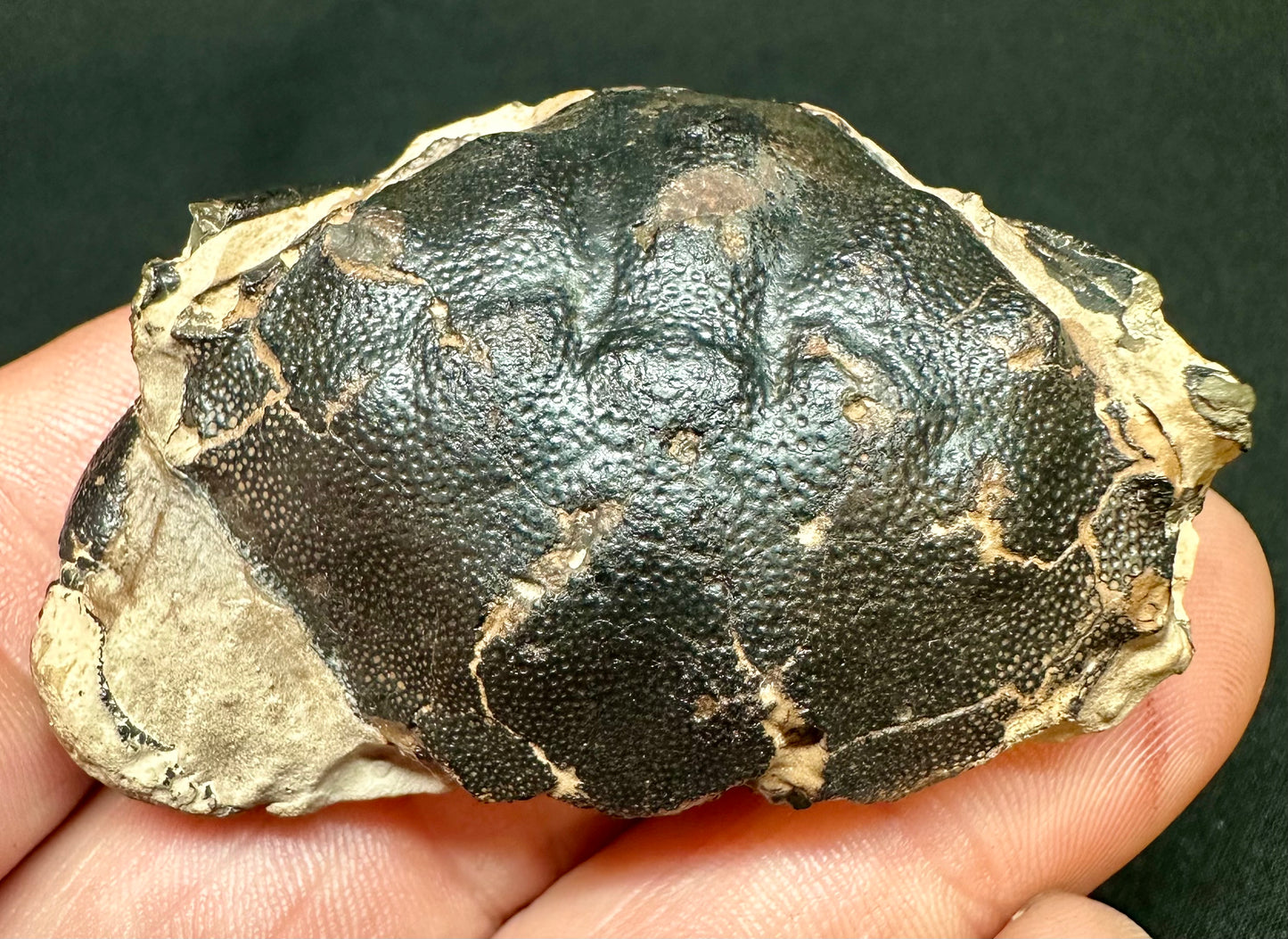 Zanthopsis Leachii Crab