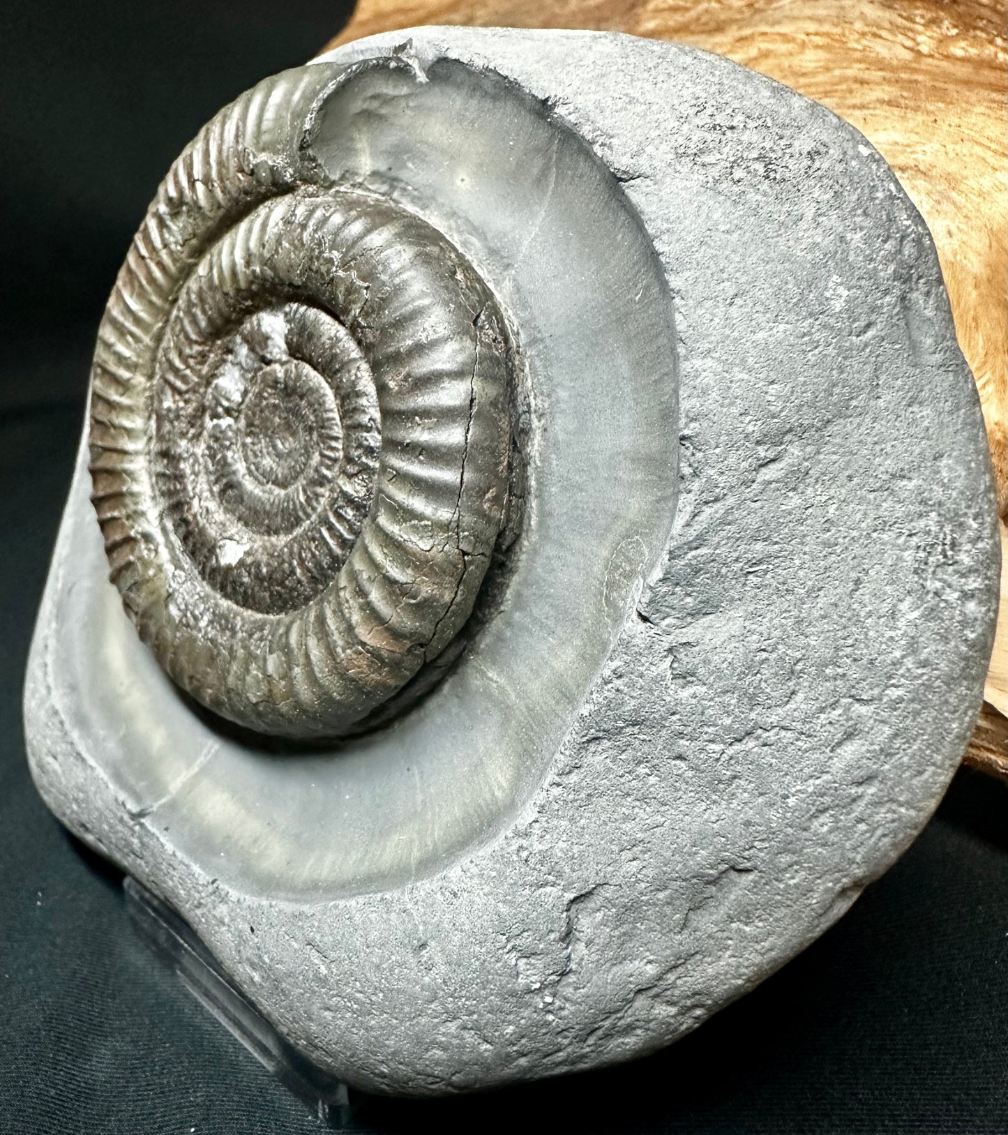 Dactylioceras Ammonite
