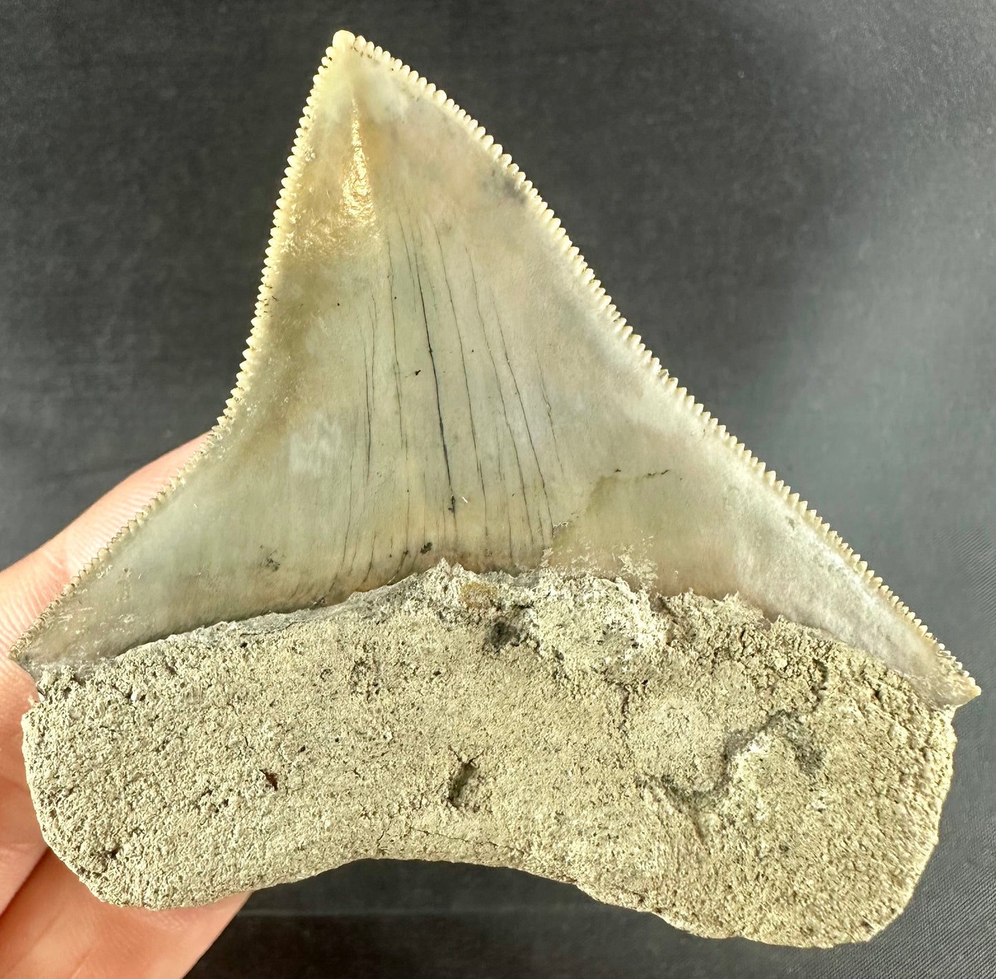 Megalodon Shark Tooth - Miocene - South Carolina - USA