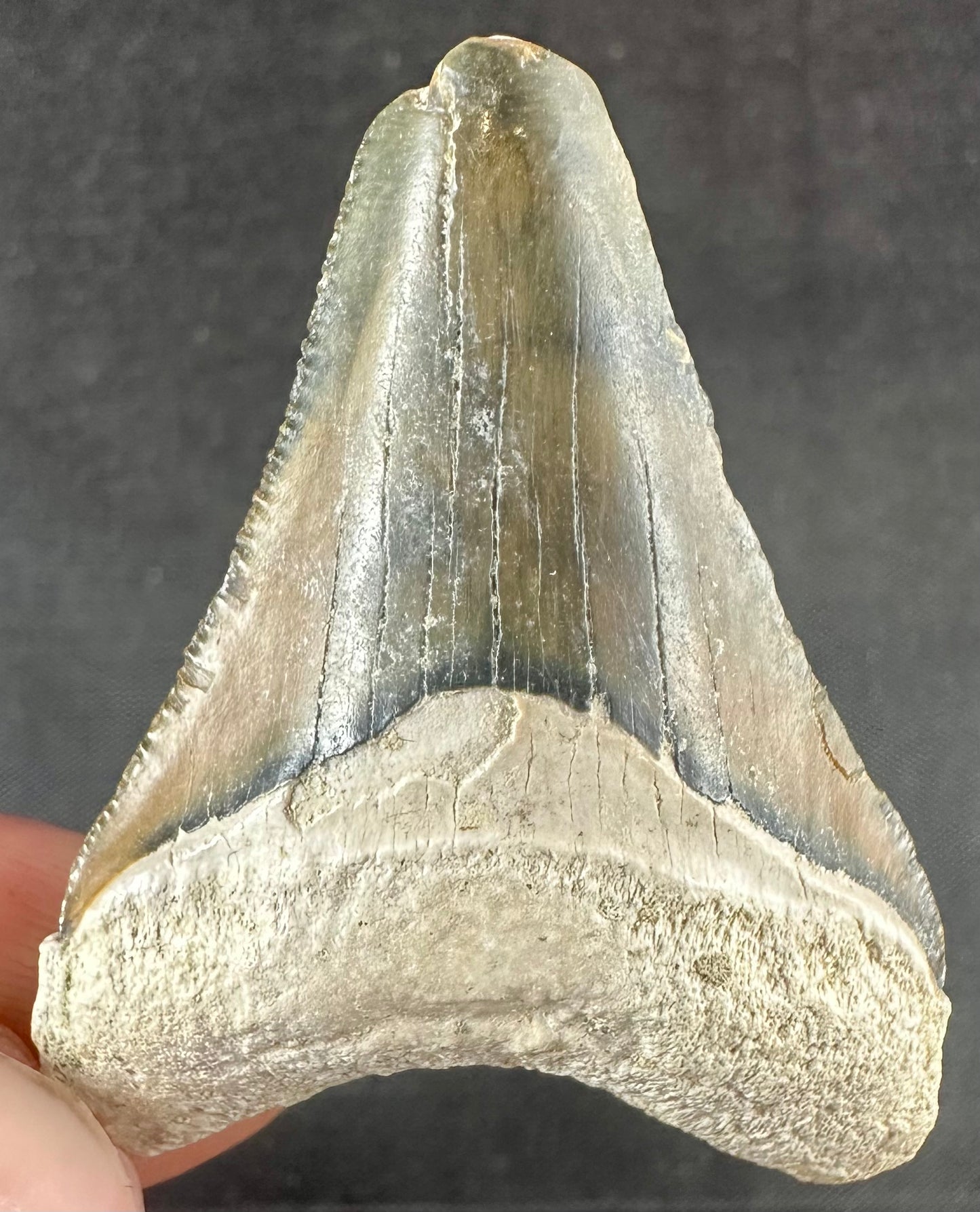 Bone Valley Megalodon Tooth