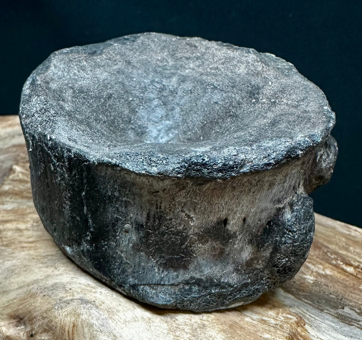 Ichthyosaur Vert