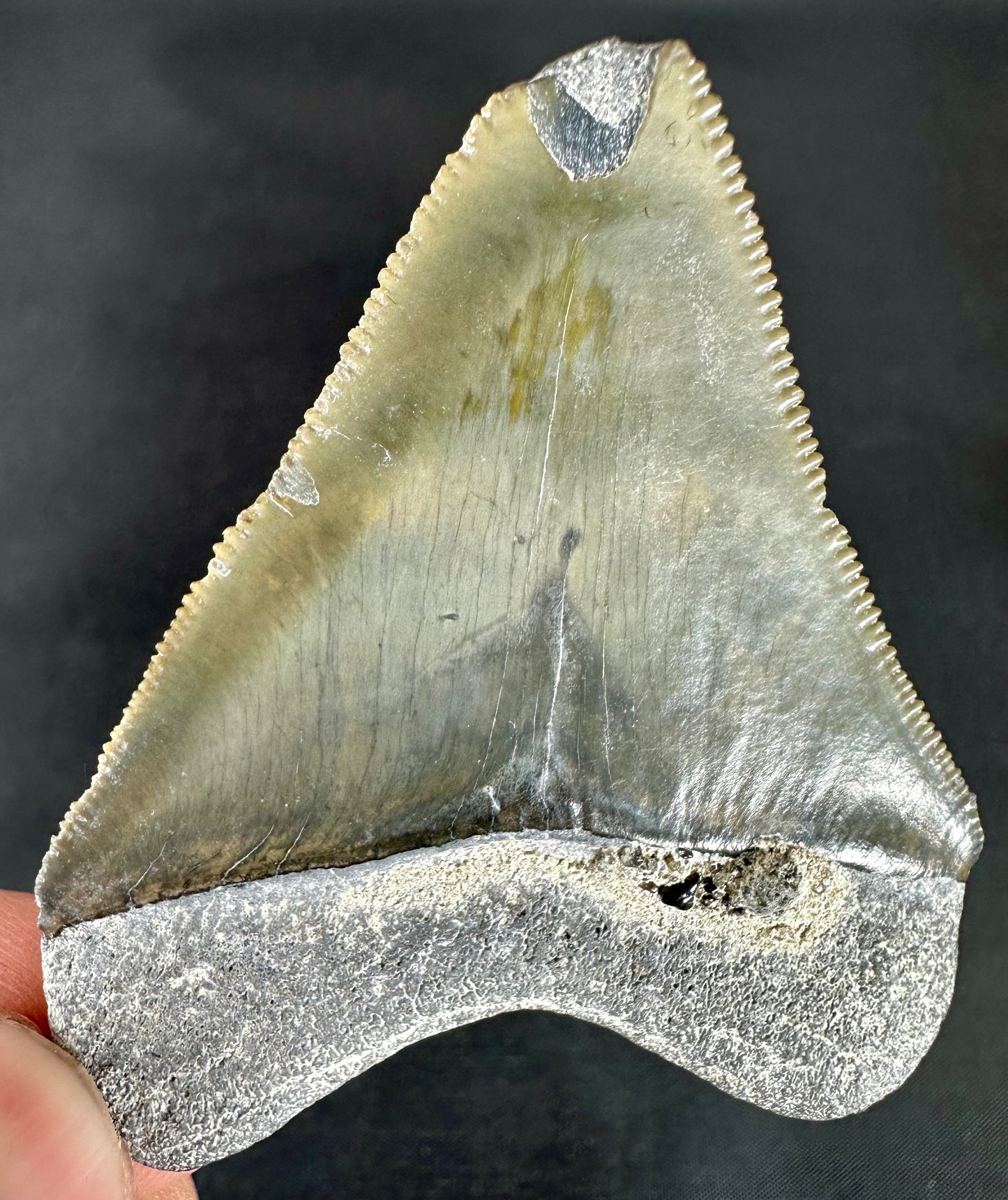 Bone Valley Megalodon Tooth