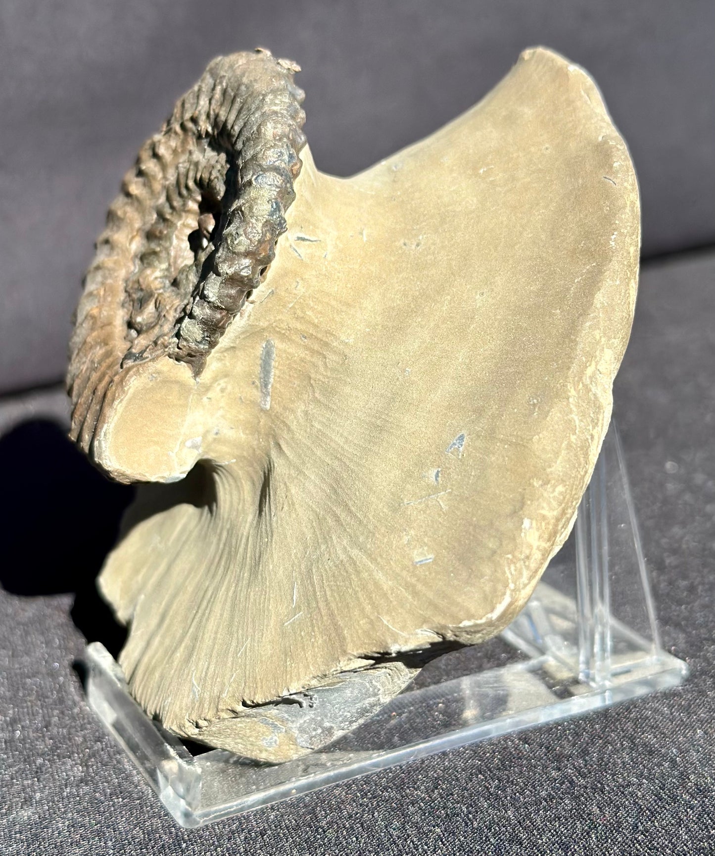Crucilobiceras Ammonite