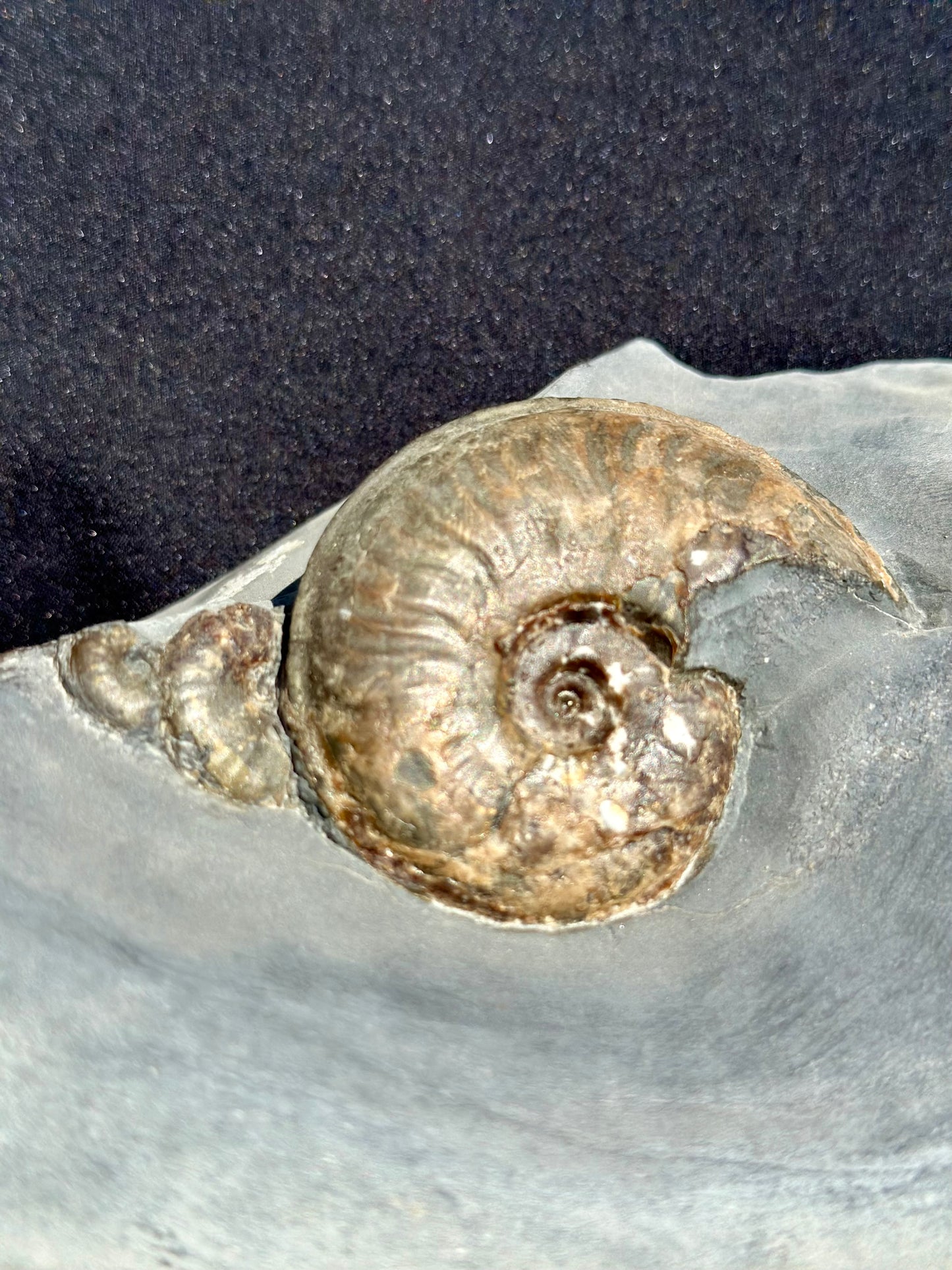 Eleganticeras Ammonite