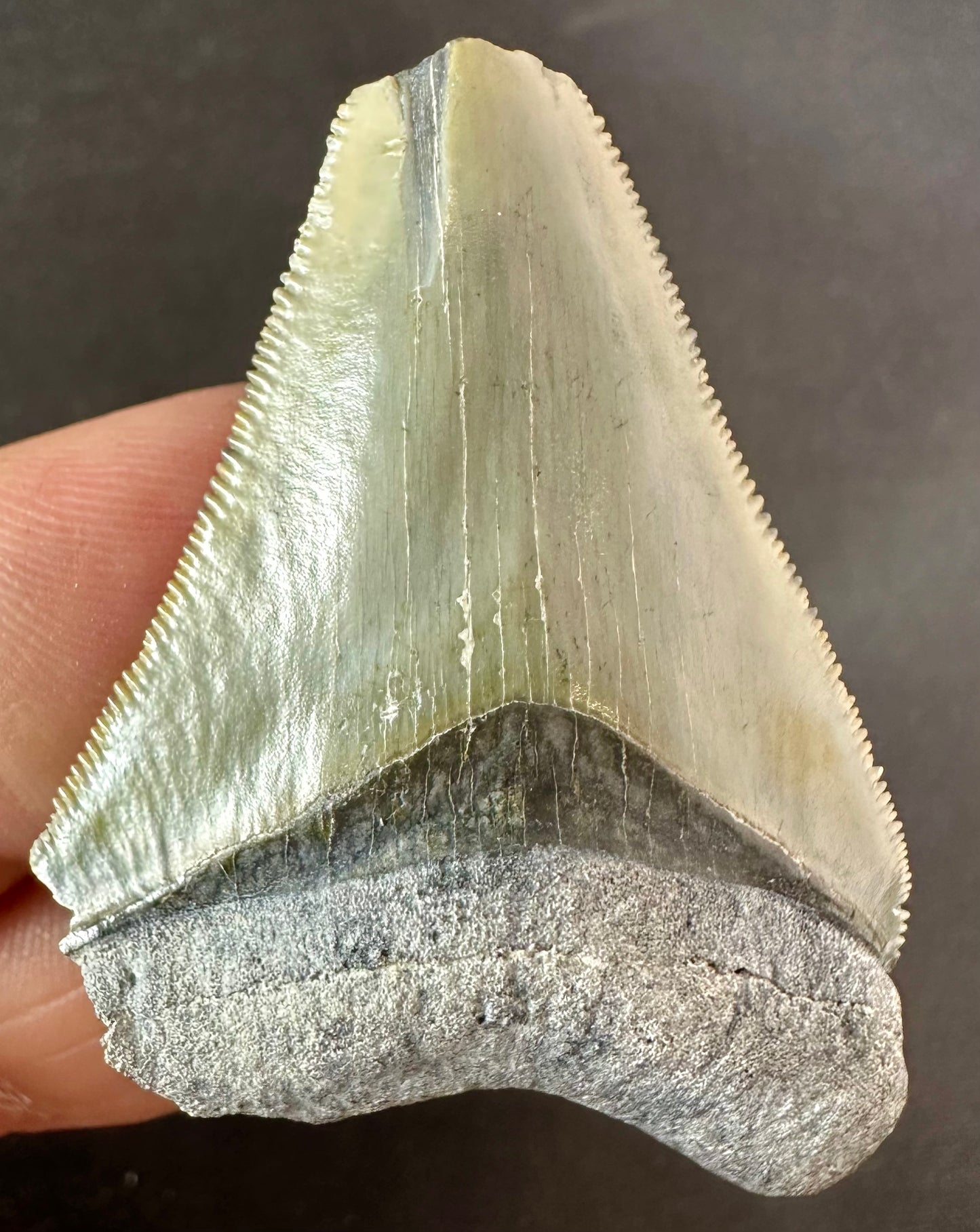 Bone Valley Megalodon Tooth