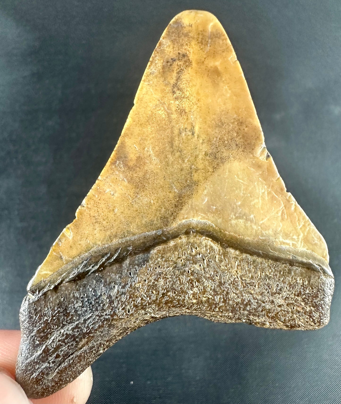 Megalodon Shark Tooth - Miocene - South Carolina - USA