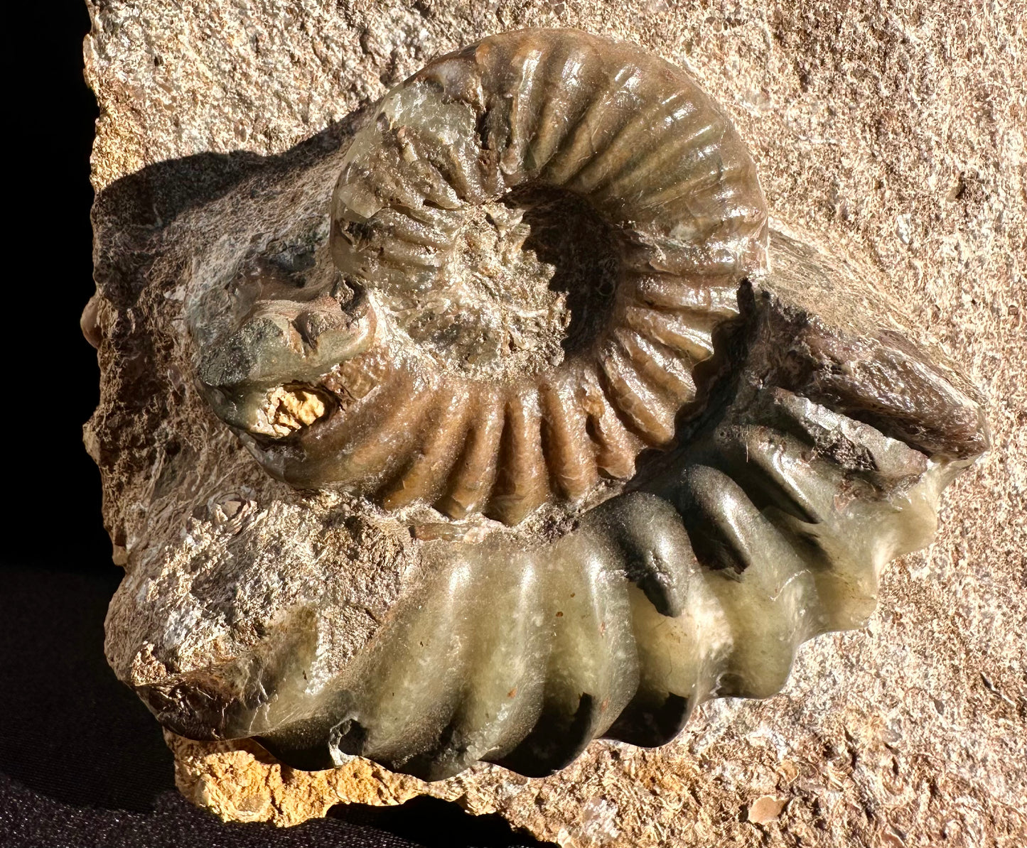 Asteroceras Ammonite Scunthorpe