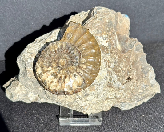 Pleuroceras Ammonite