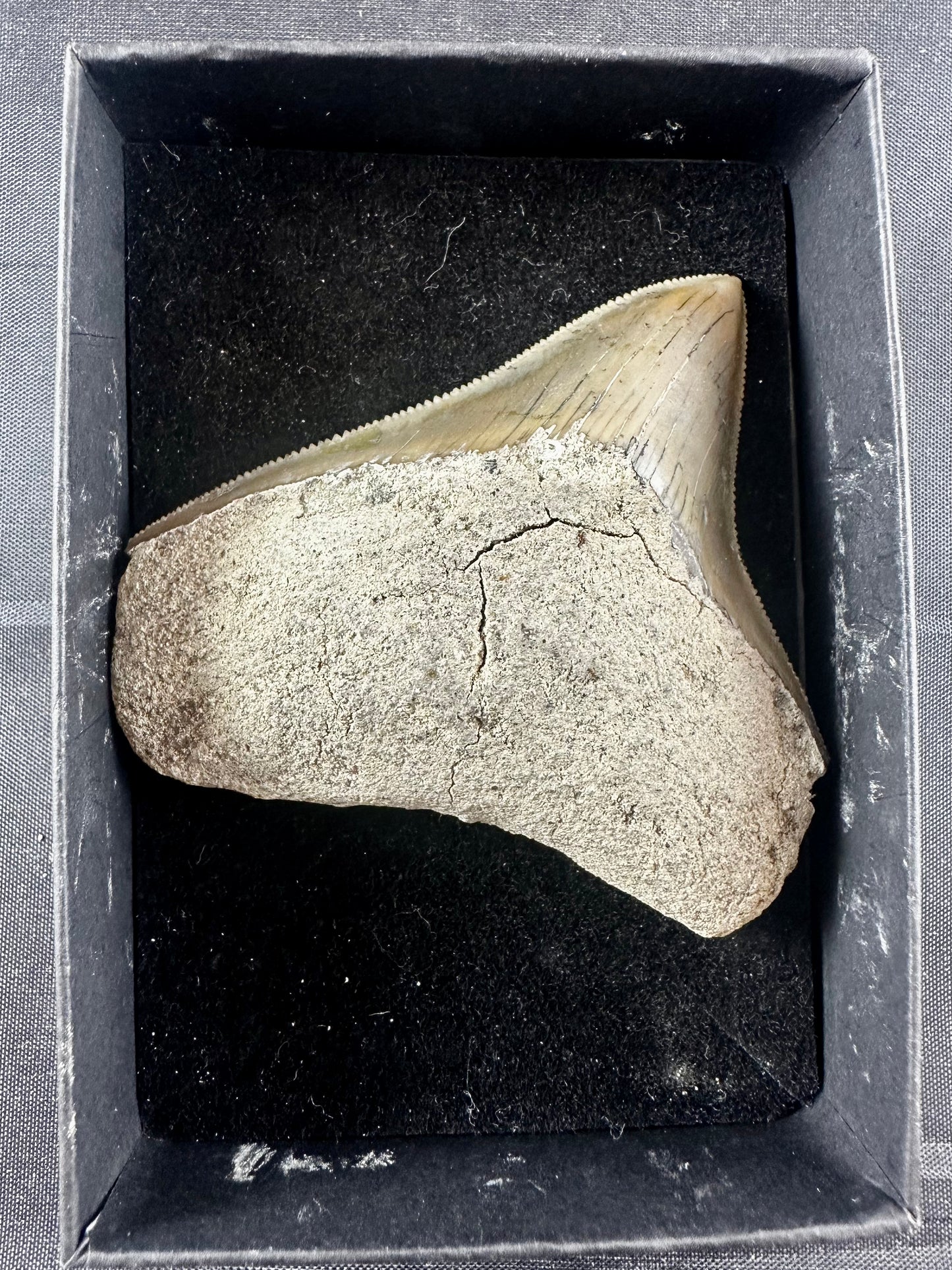 Megalodon Shark Tooth - Miocene - South Carolina - USA