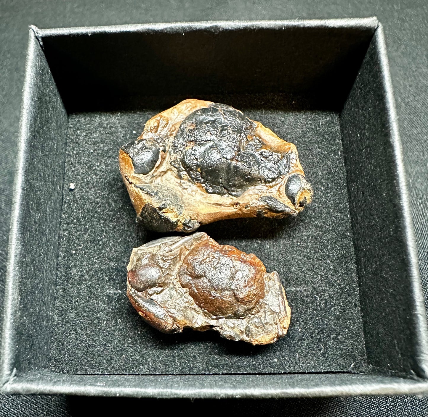 2 Nitotarcarcinus Lutarius Crab