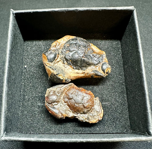 2 Nitotarcarcinus Lutarius Crab