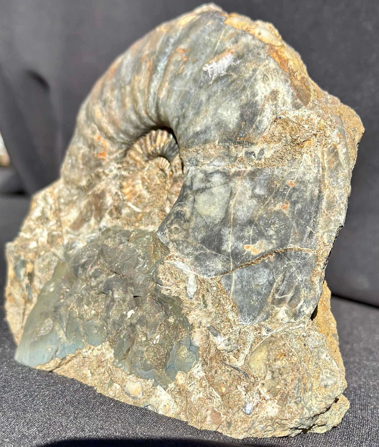 Eparietites Ammonite Scunthorpe