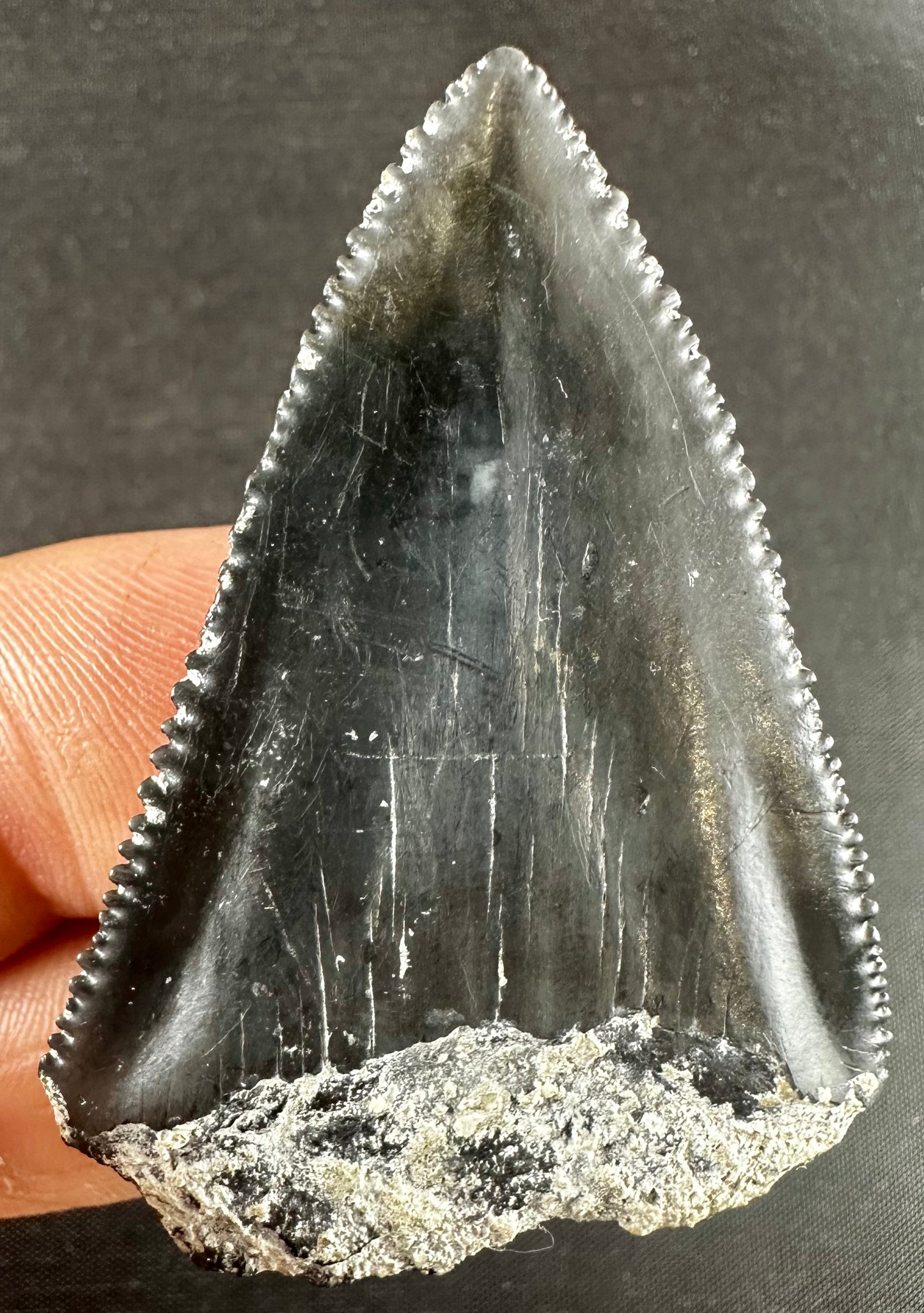 South Carolina Great White Shark Tooth