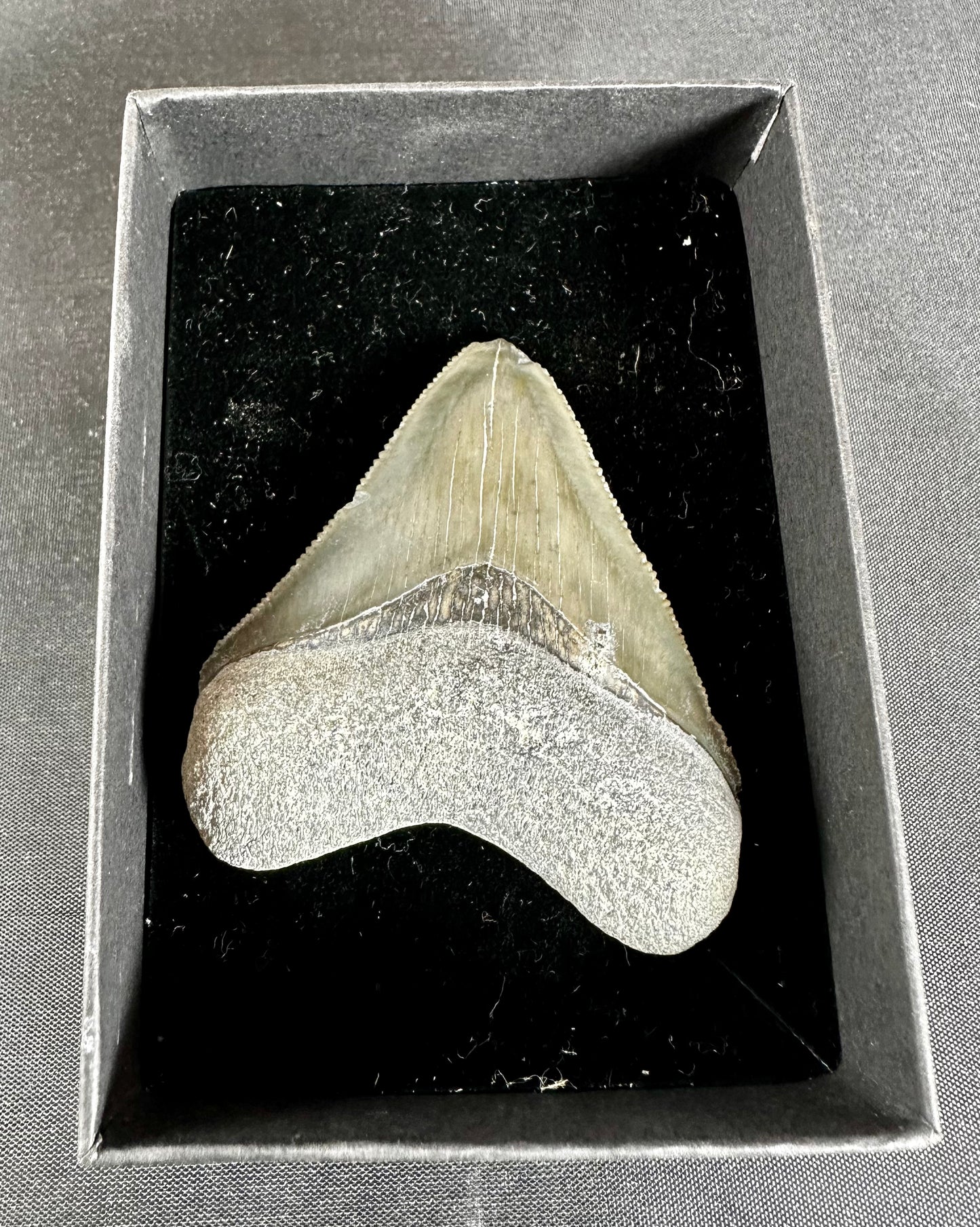 Bone Valley Megalodon Tooth