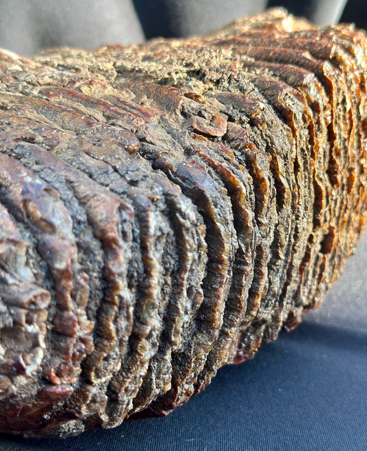 Woolly Mammoth Tooth