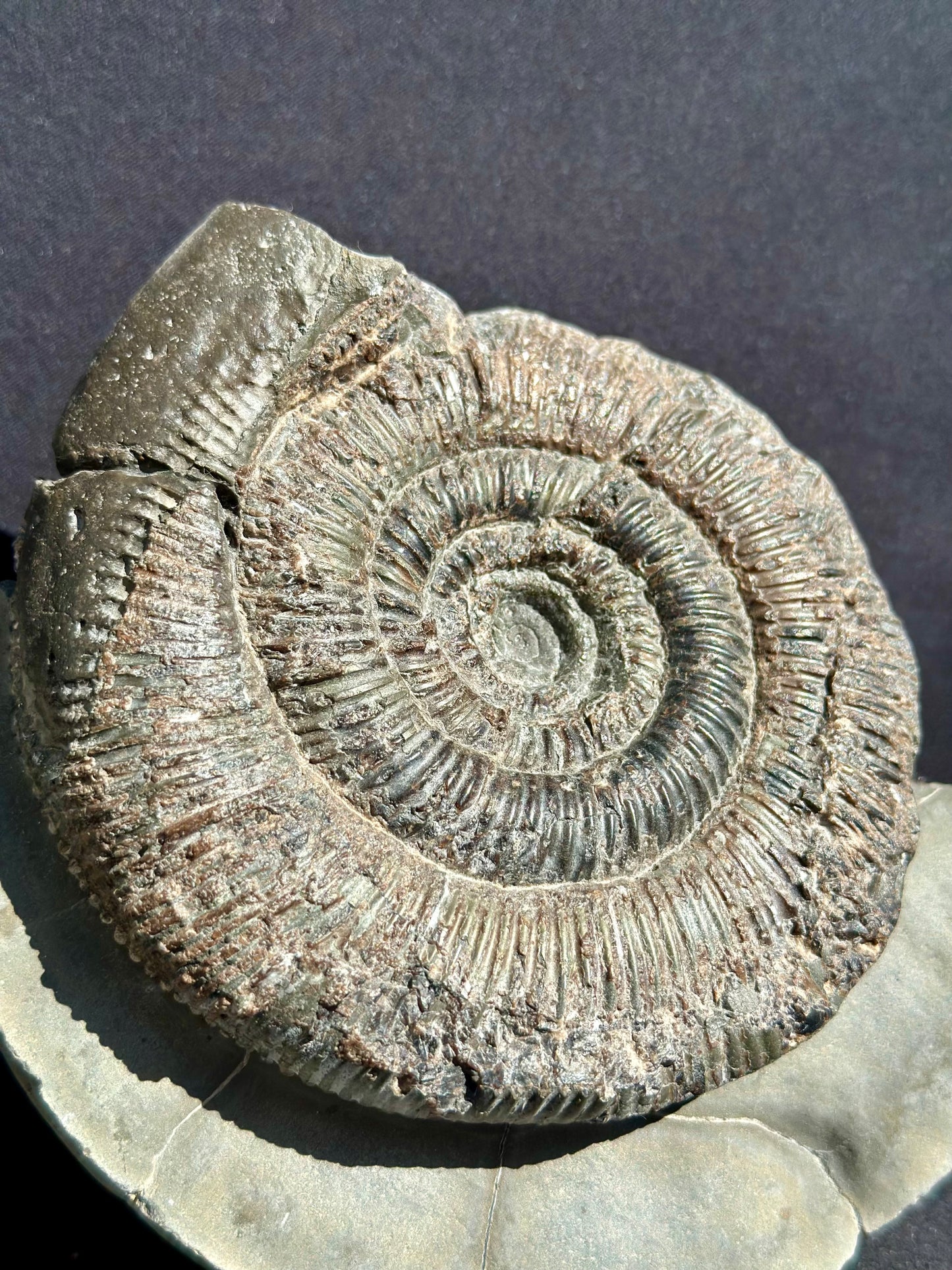 Dactylioceras Semicelatum
