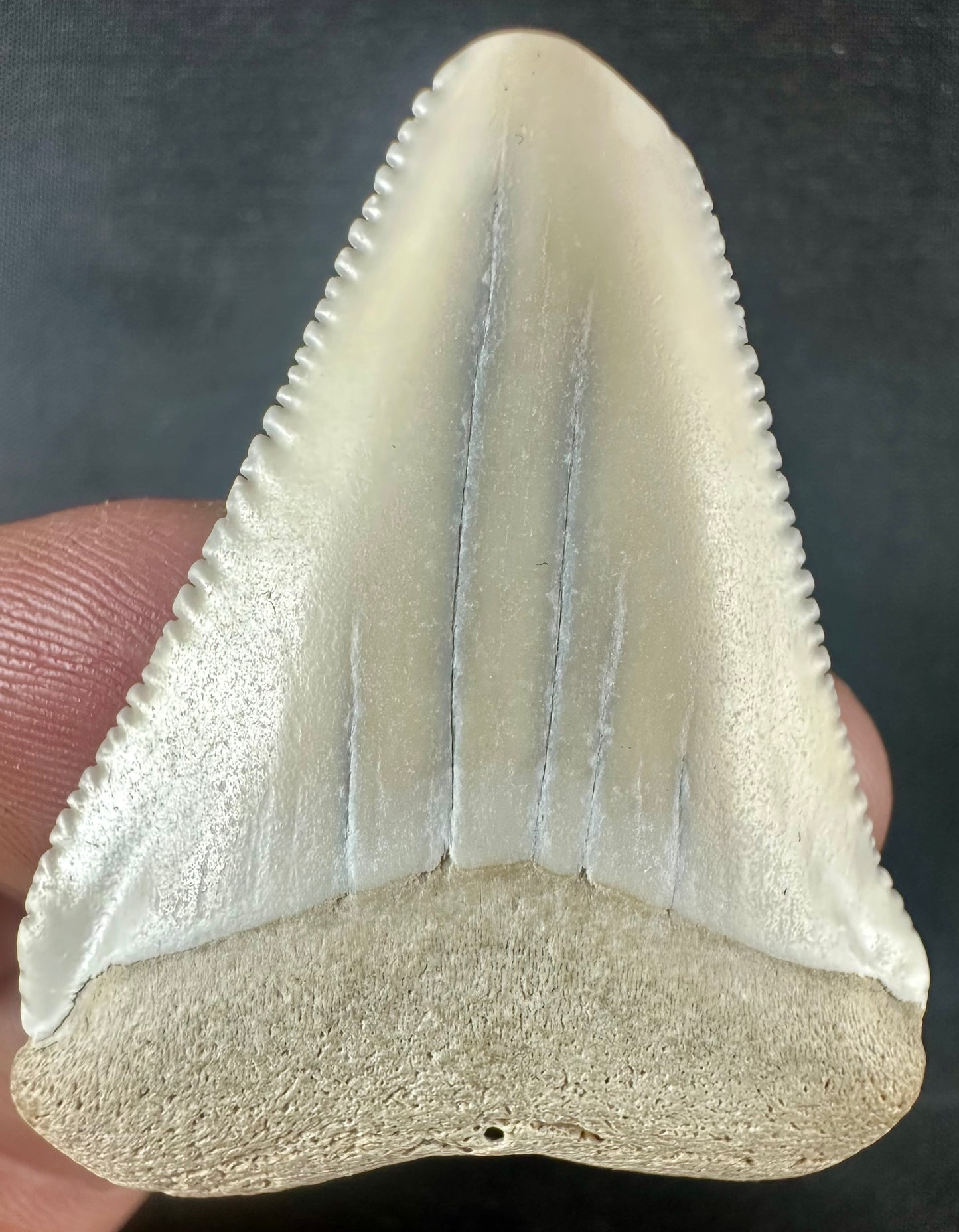 South Carolina Great White Shark Tooth