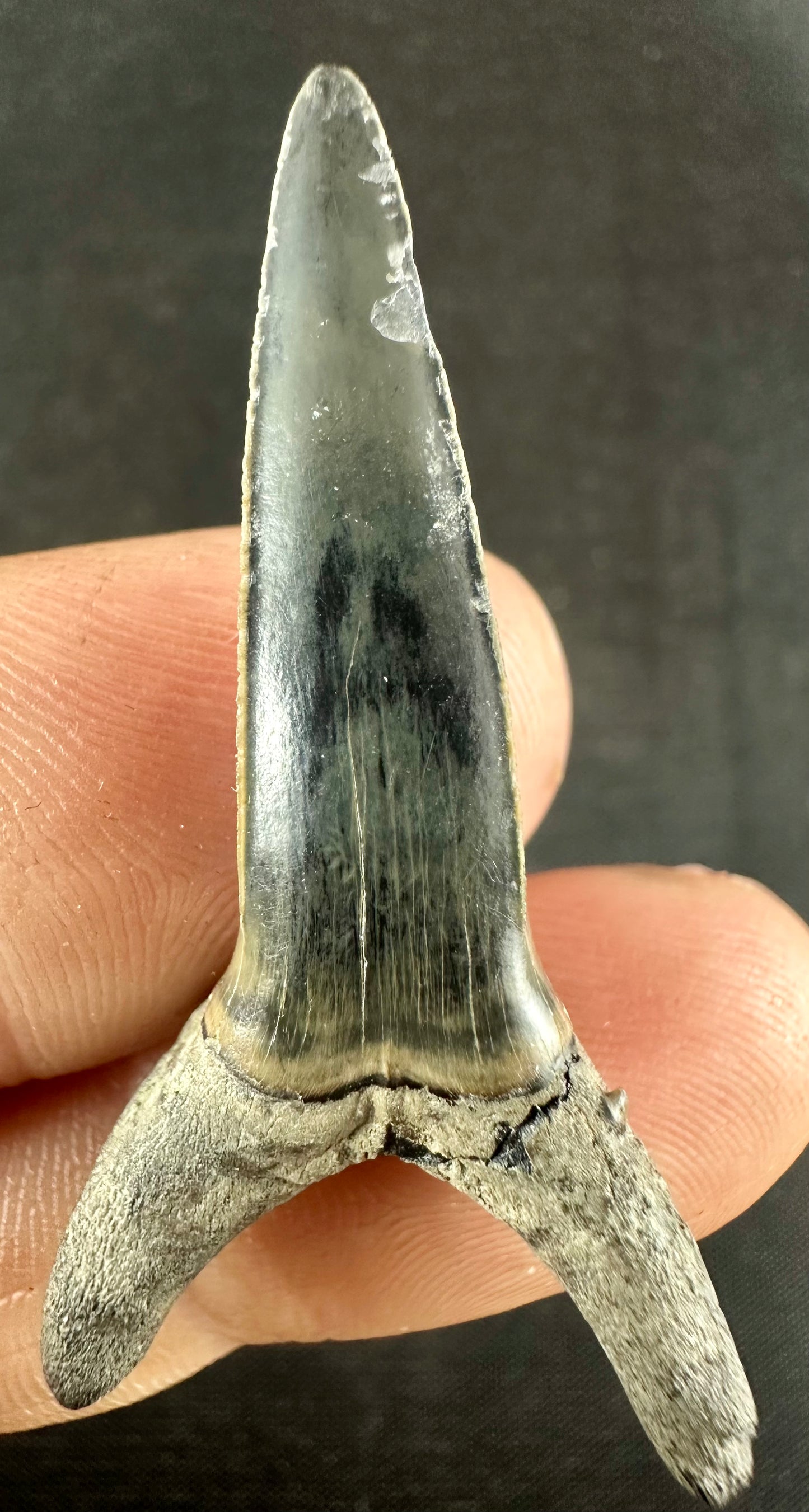 Jaekelotodus Robustus. From the Eocene Ypresian London Clay on the Isle of Sheppey UK, circa 48 - 52 MYO.