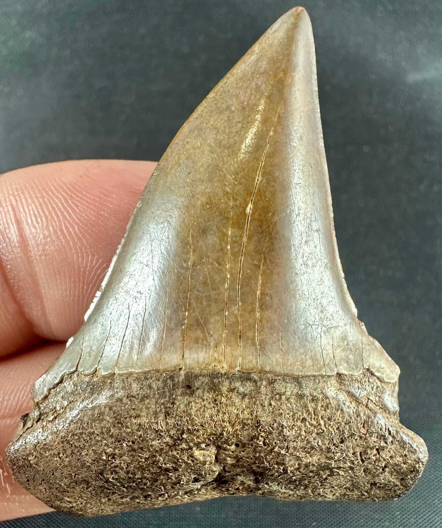 South Carolina Carcharodon Hatalis Tooth