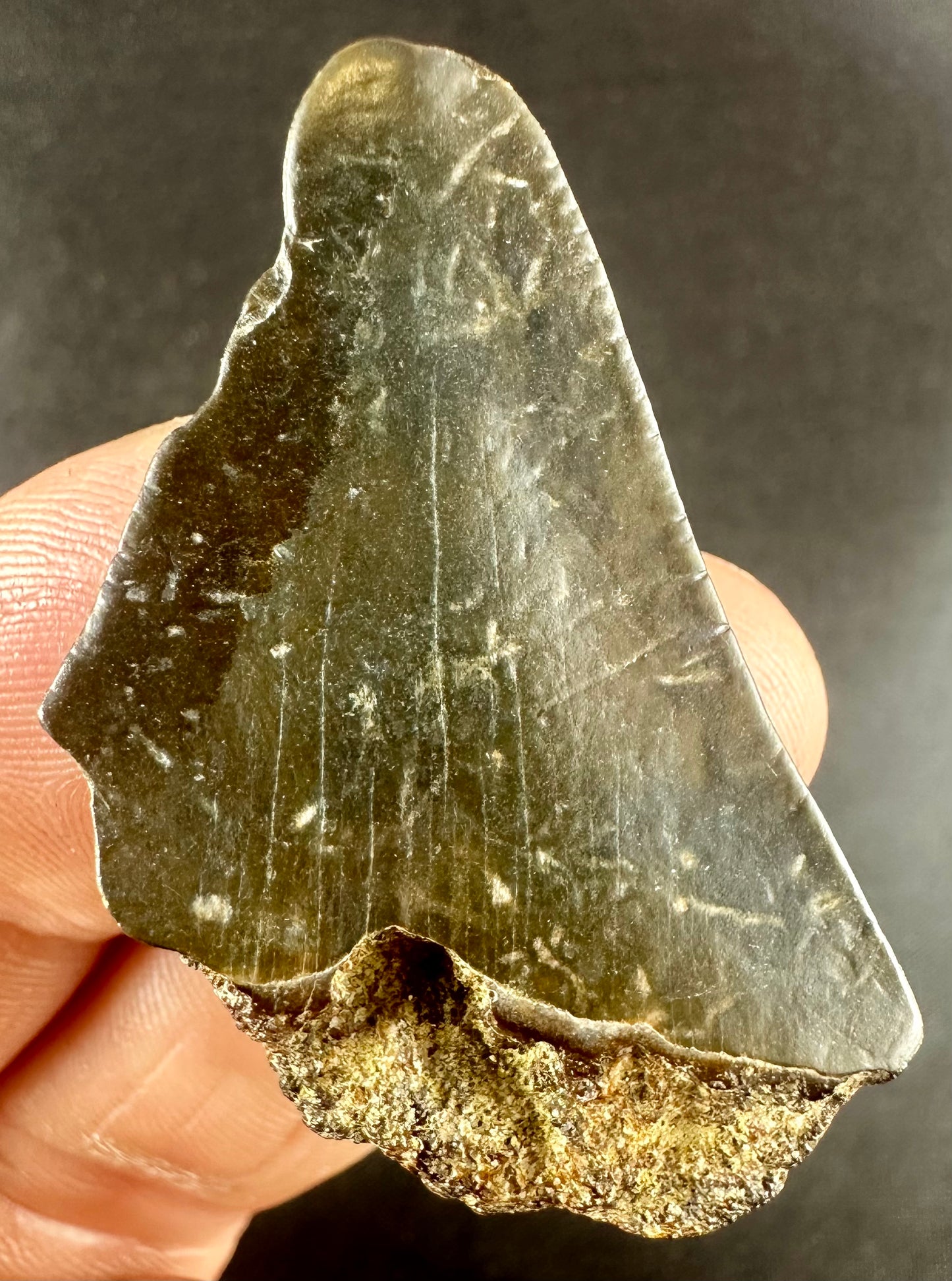 Megalodon Shark Tooth - Miocene - South Carolina - USA