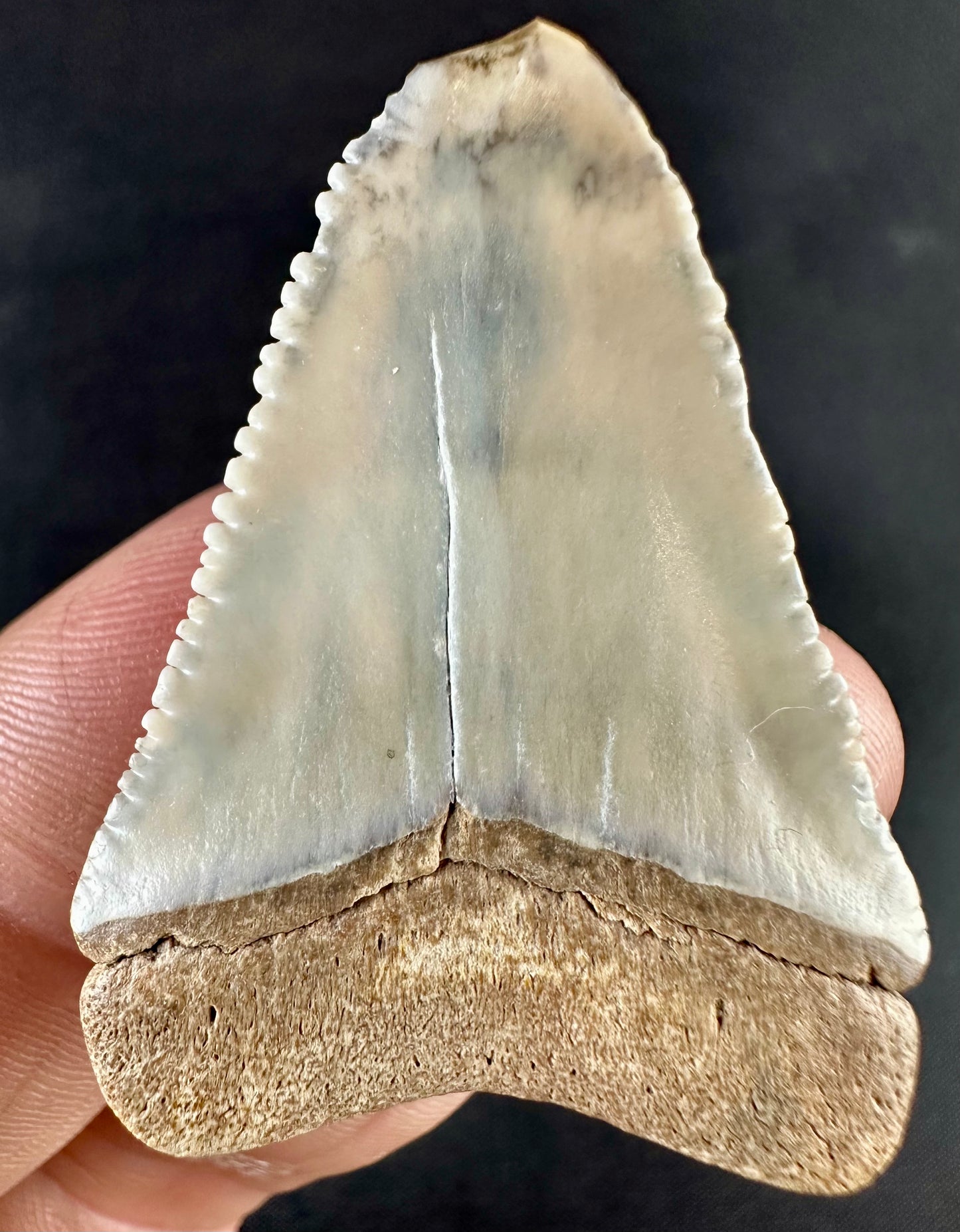 Bone Valley Megalodon Tooth