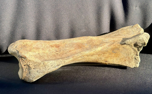 Woolly Rhino Leg Bone