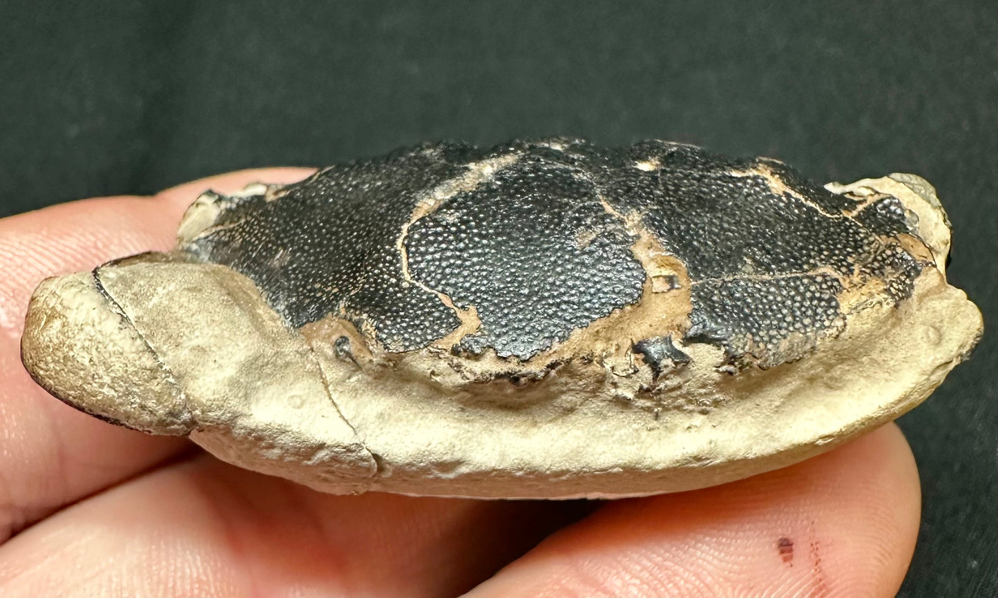 Zanthopsis Leachii Crab